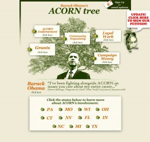 acorn_tree3