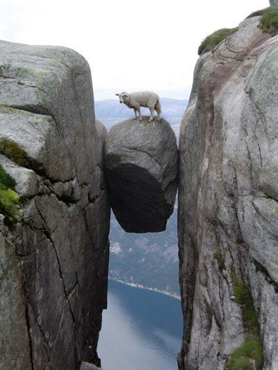 sheep