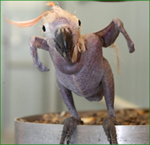 Post image for Petty Polly on her Perch.