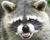 Post image for Fear of Raccoons