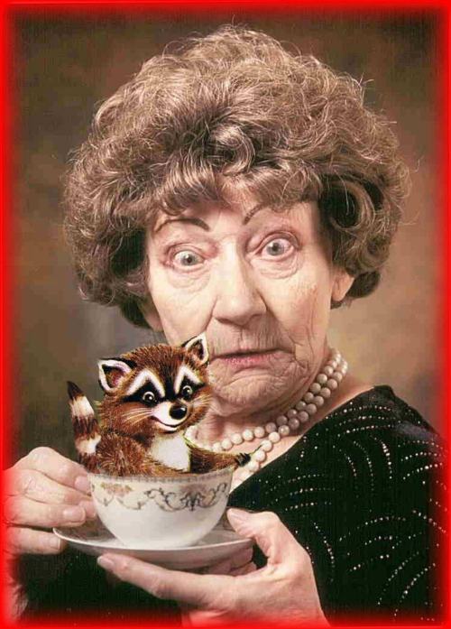 Raccoon Cup of Tea