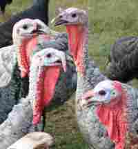 Post image for Turkeys voting for Christmas