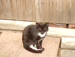 Post image for The Cat With No Name