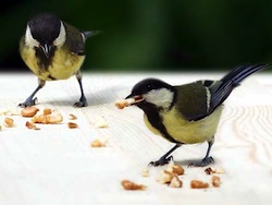 Post image for A ‘Right’ Royal Tit – and a Previously ‘Left’ One.