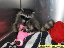 Post image for Not Just Any Raccoon, This Is Ms Raccoon!